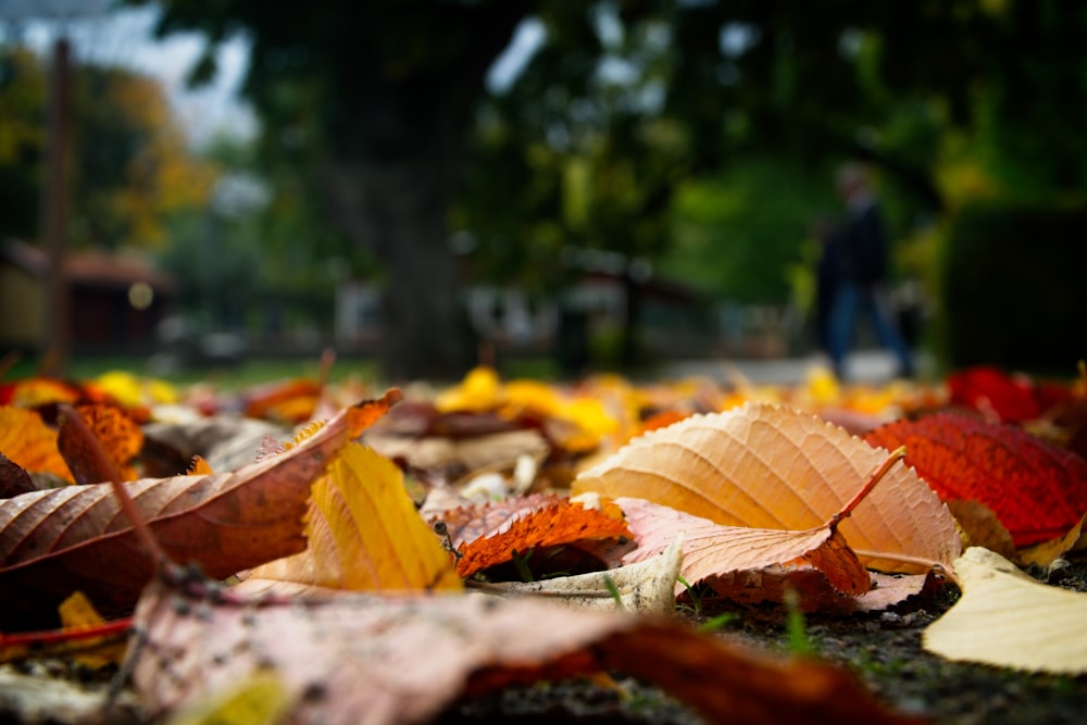 brown dried leaves on ground