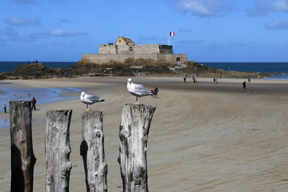 white and black bird on brown wooden post on beach during daytime