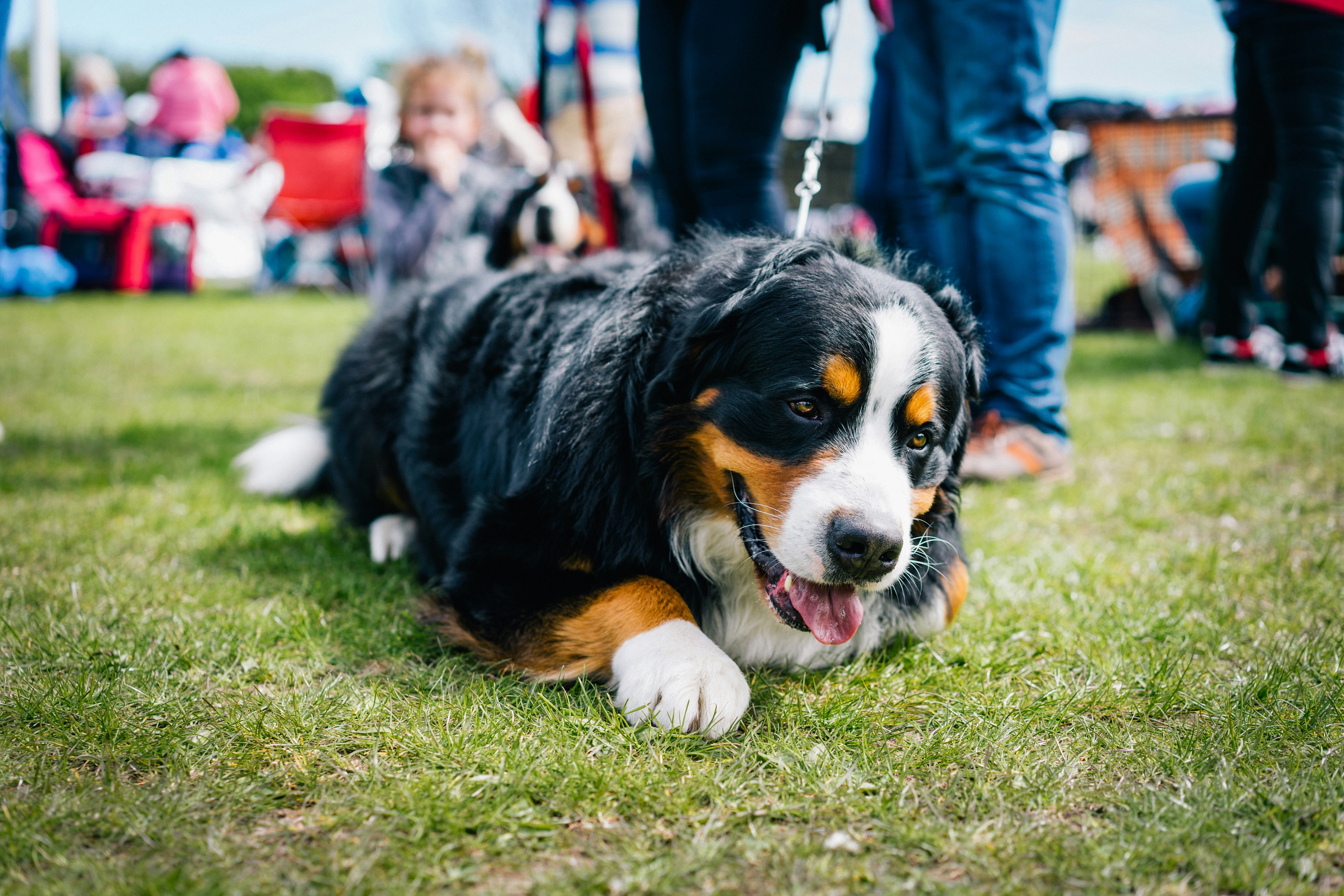 bernese mountain dog lifespan