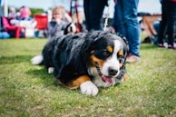 tricolor bernese mountain dog puppy on green grass field during daytime