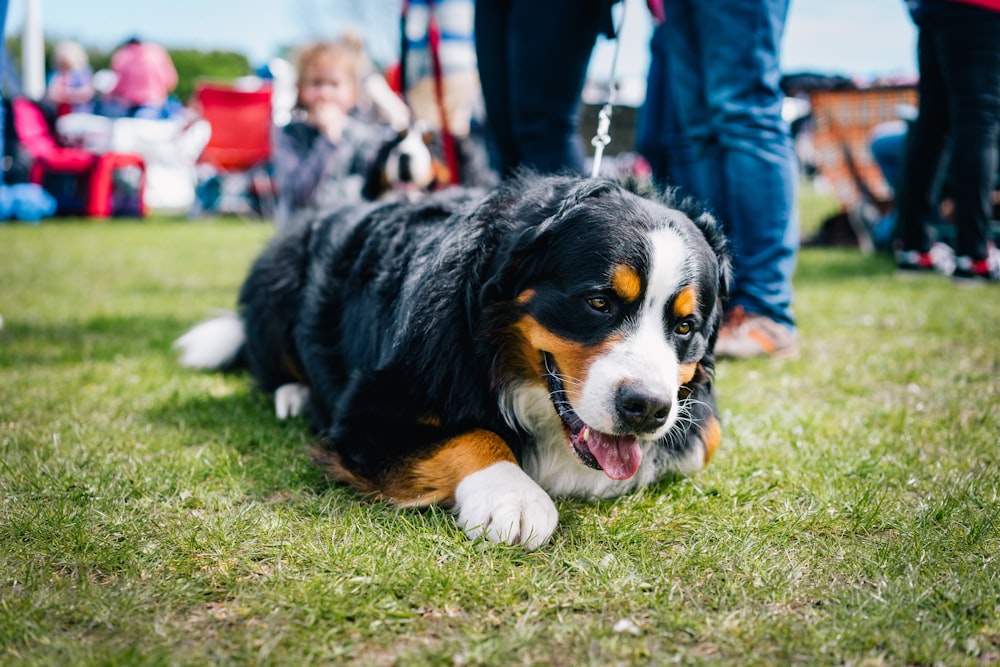 tricolor bernese mountain dog puppy on green grass field during daytime