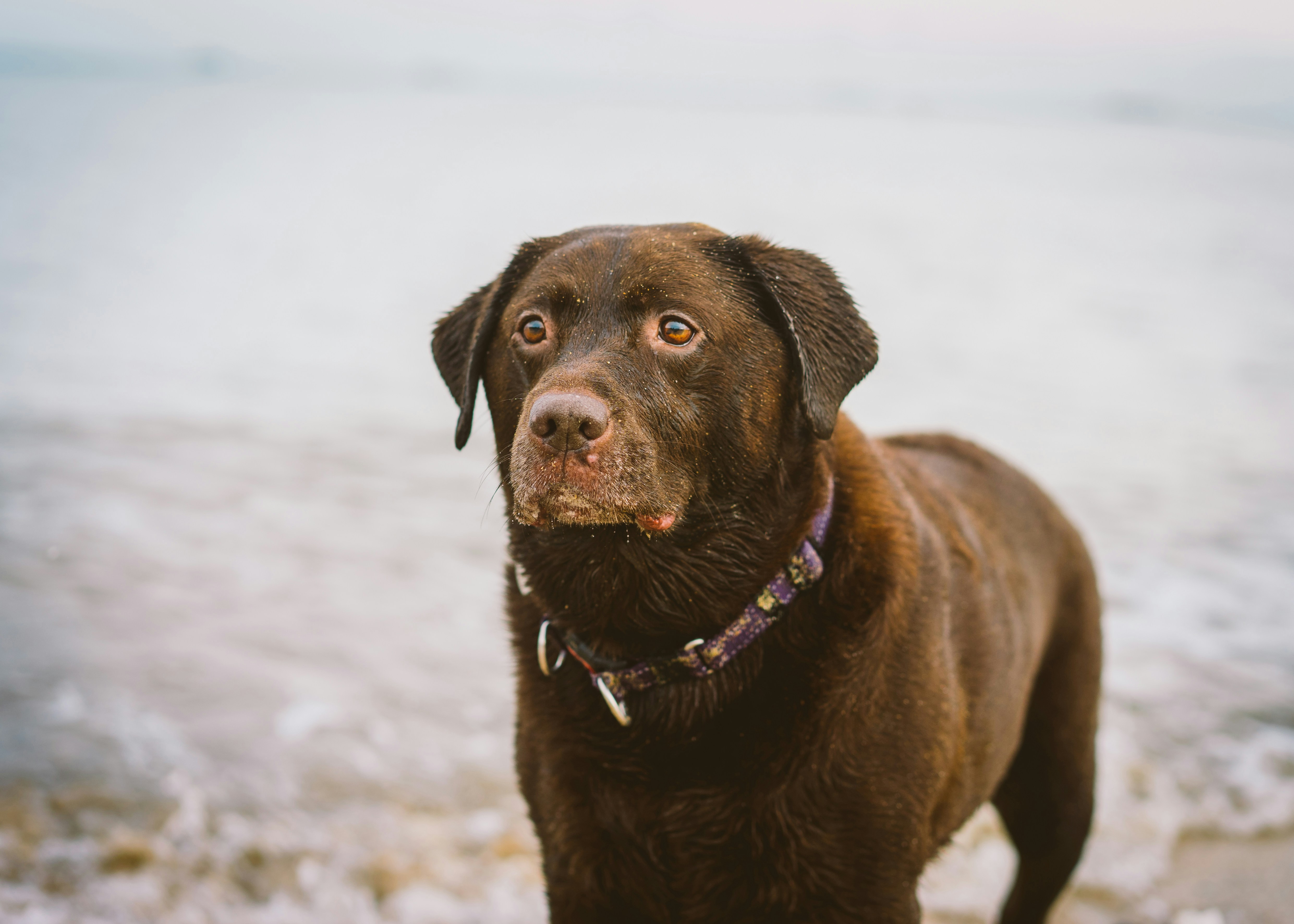 Perro de pelo corto marrón en suelo cubierto de nieve durante el día