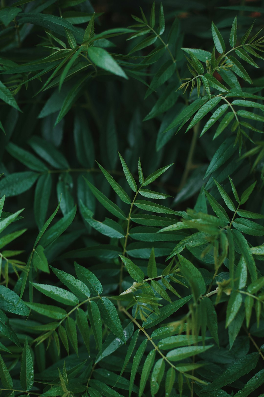 green leaves in close up photography