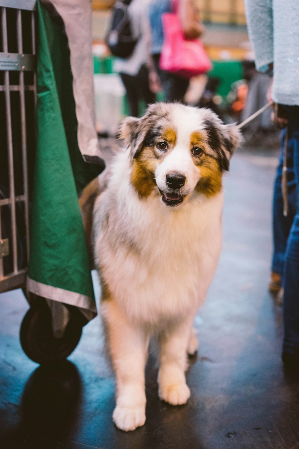 cane a pelo lungo bianco e marrone