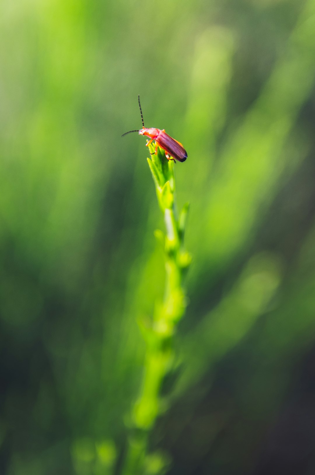 red and black bug on green plant