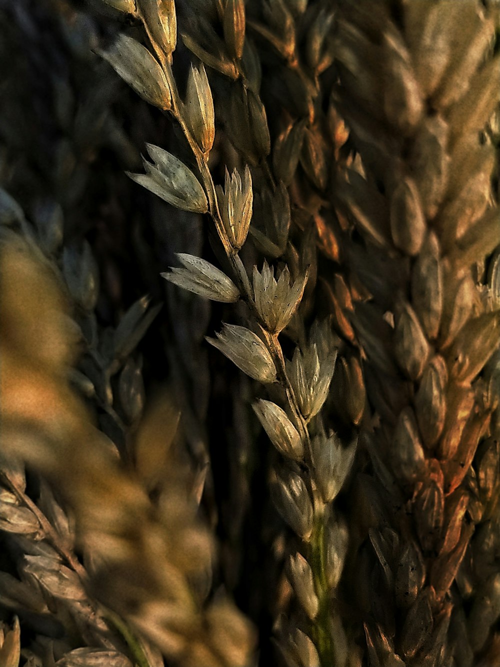 brown and black plant in close up photography