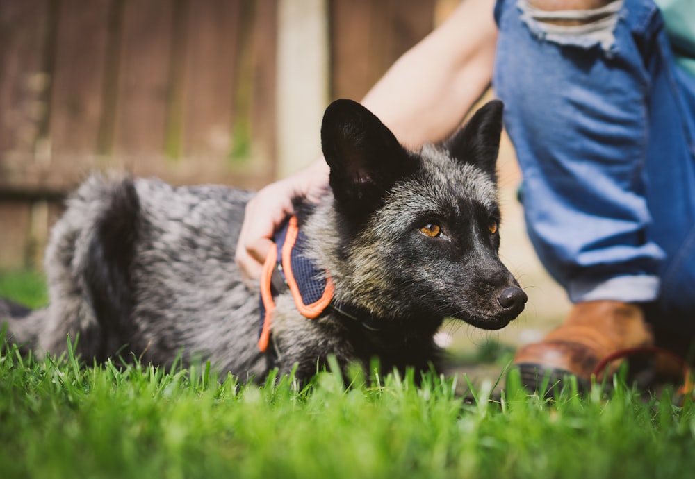 black and white short coated dog on green grass during daytime