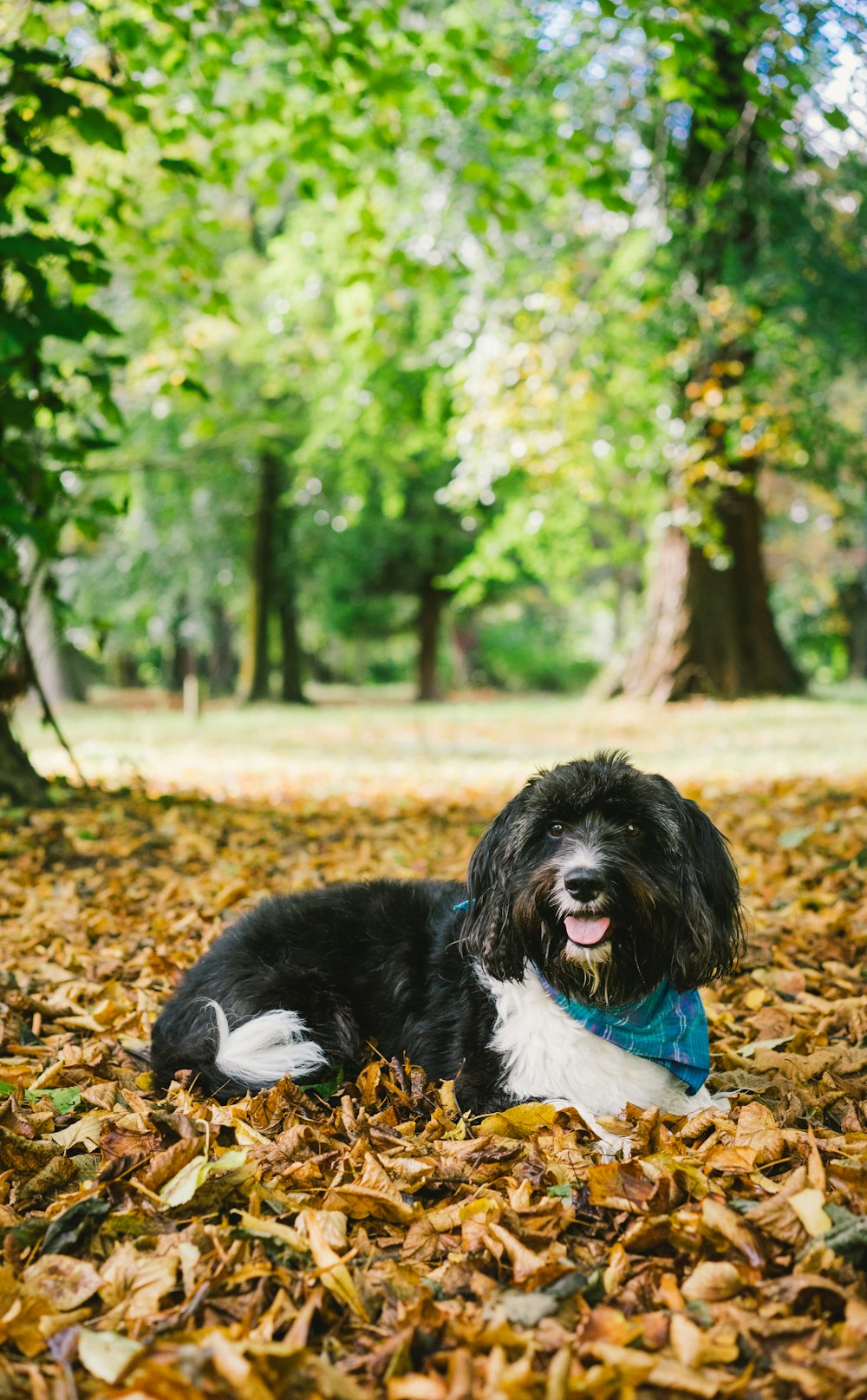 black and white long coat small dog lying on ground