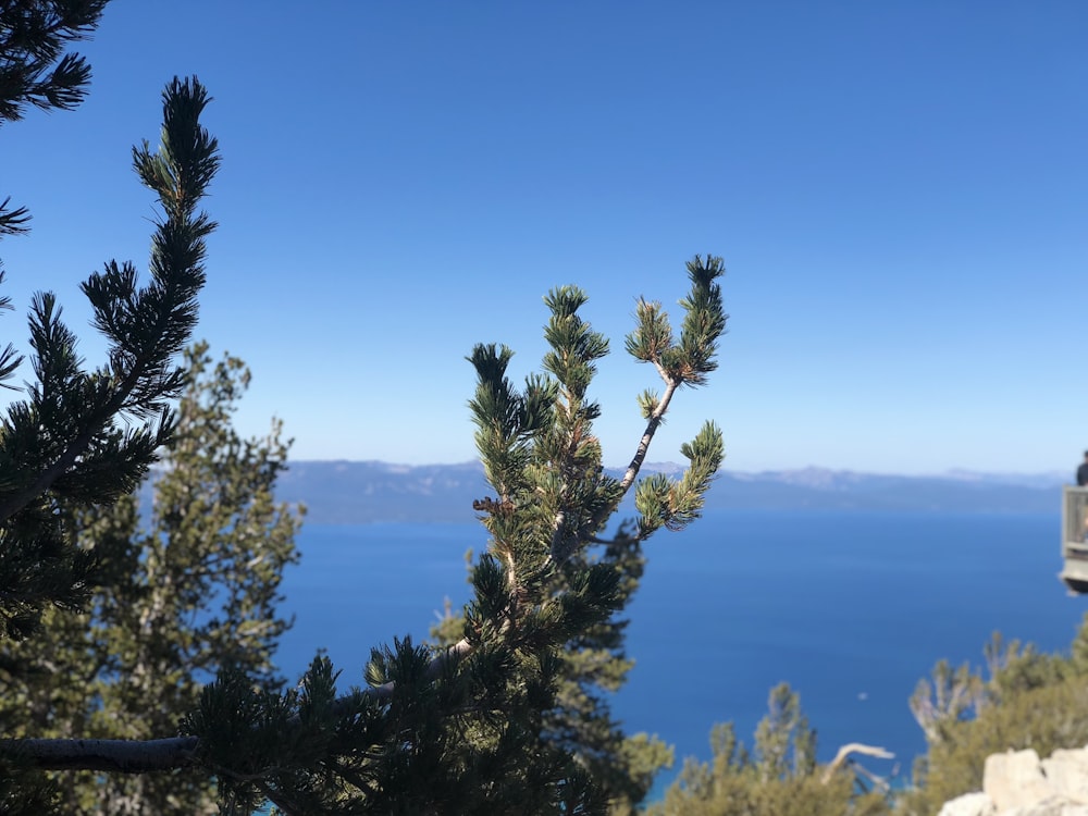 green tree near body of water during daytime