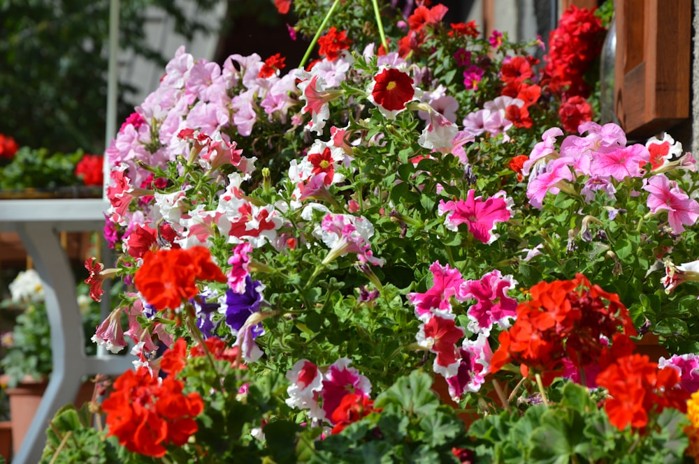 rosa und weiße Blüten tagsüber