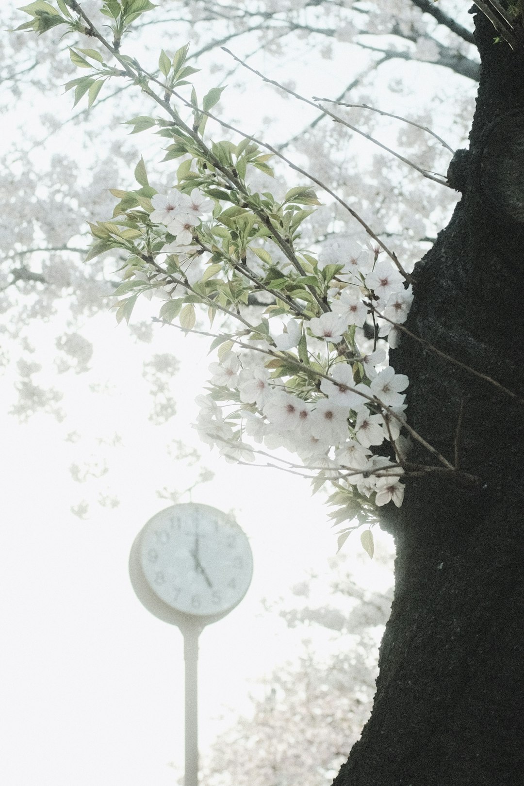 white flower with green leaves