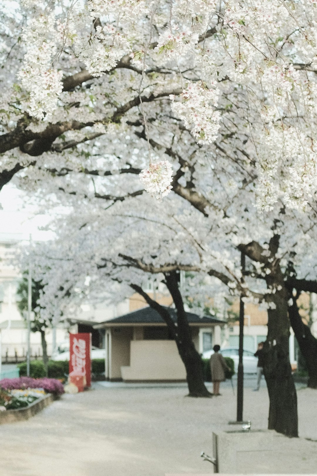 white cherry blossom tree near white building during daytime
