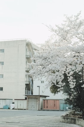 A cozy, well-maintained apartment building surrounded by cherry blossom trees in full bloom.