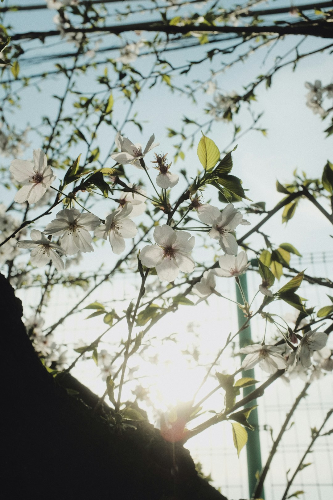 white cherry blossom in bloom during daytime