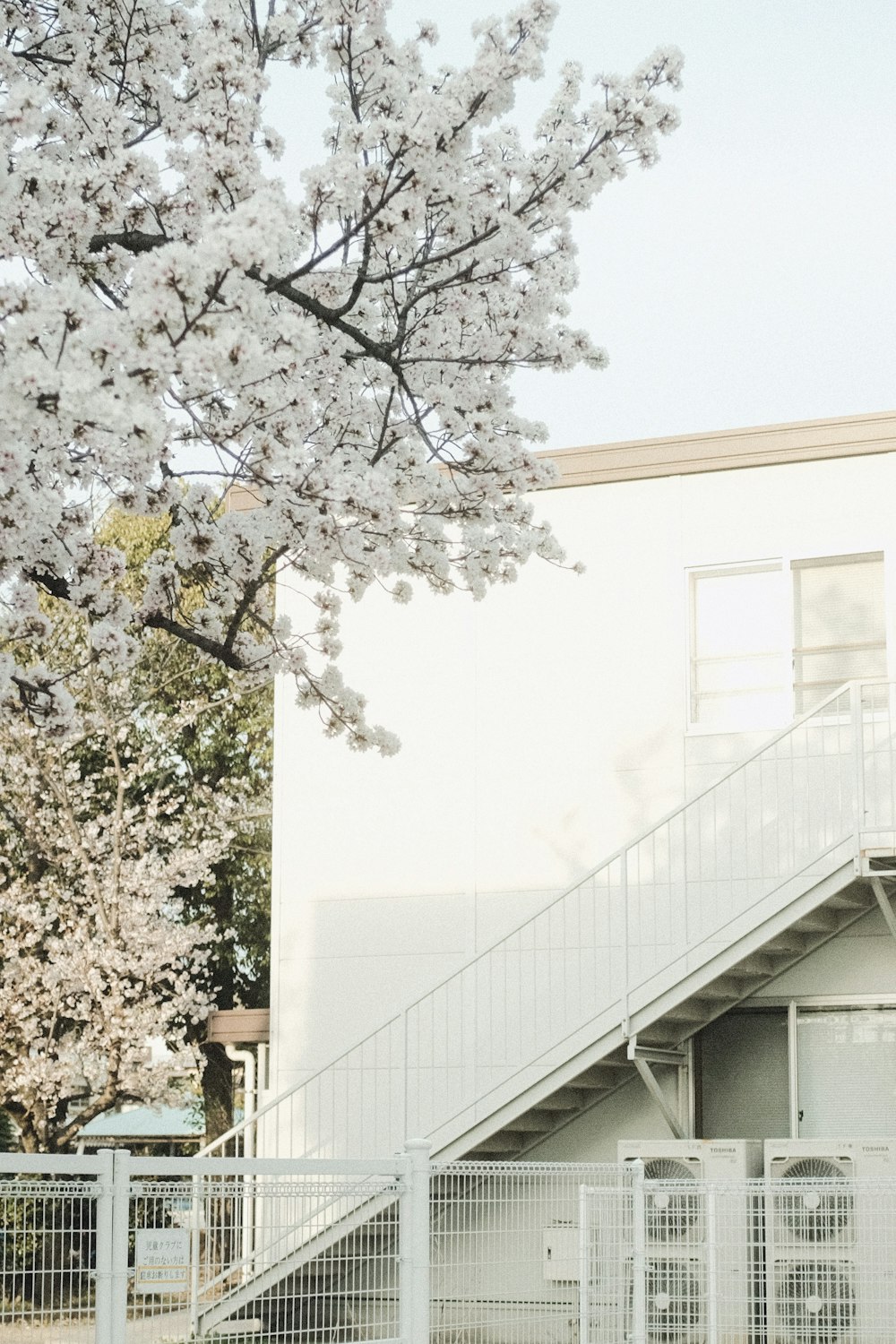 white cherry blossom tree near white building