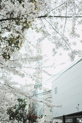 A serene image of cherry blossoms framing a modern cityscape blending Manchester and Tokyo elements.