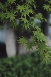 Green maple leaves hang from branches, with a soft-focus background of foliage and trees.
