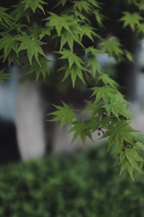 Green maple leaves hang from branches, with a soft-focus background of foliage and trees.