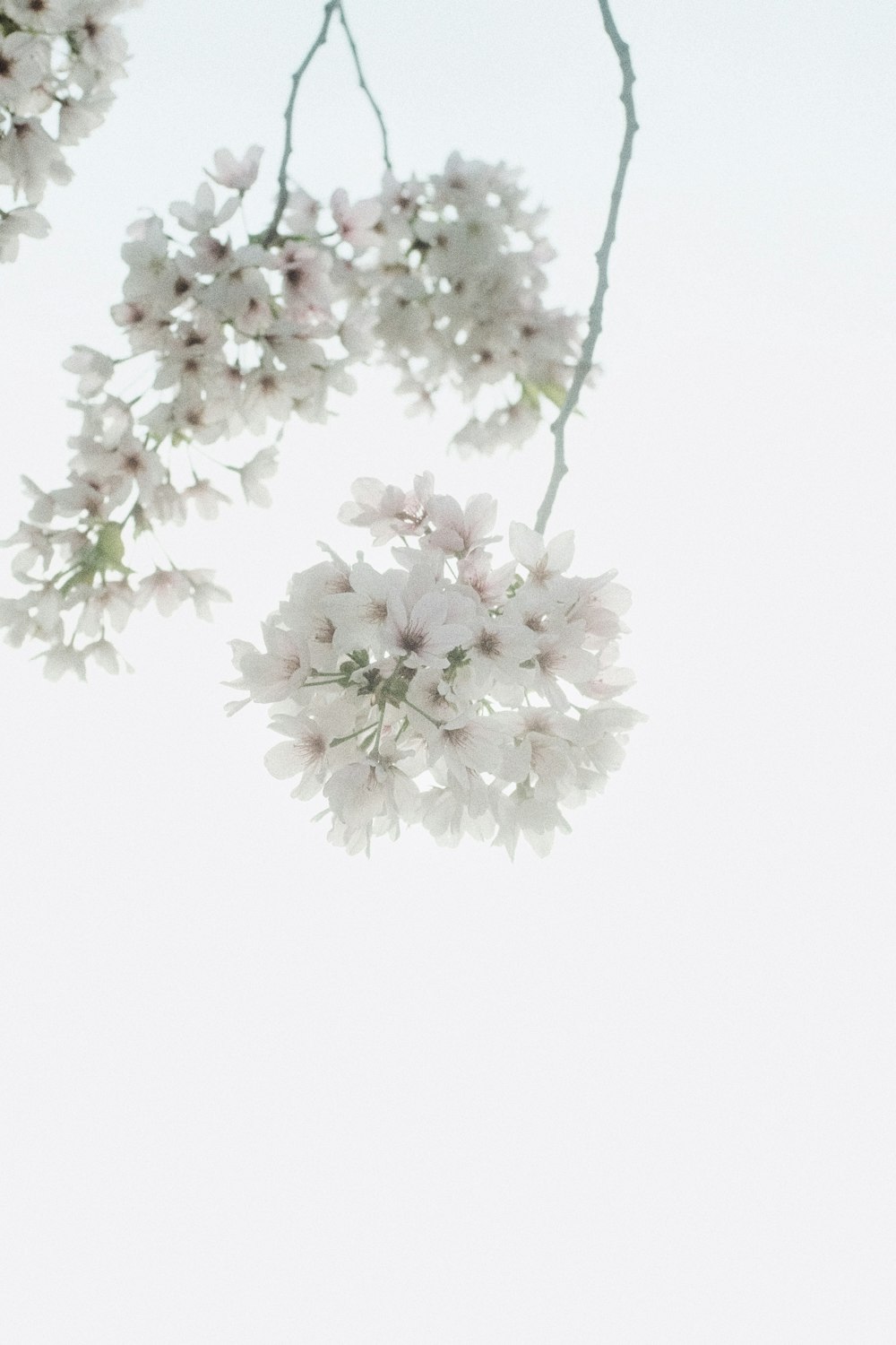 white and pink flowers on white background