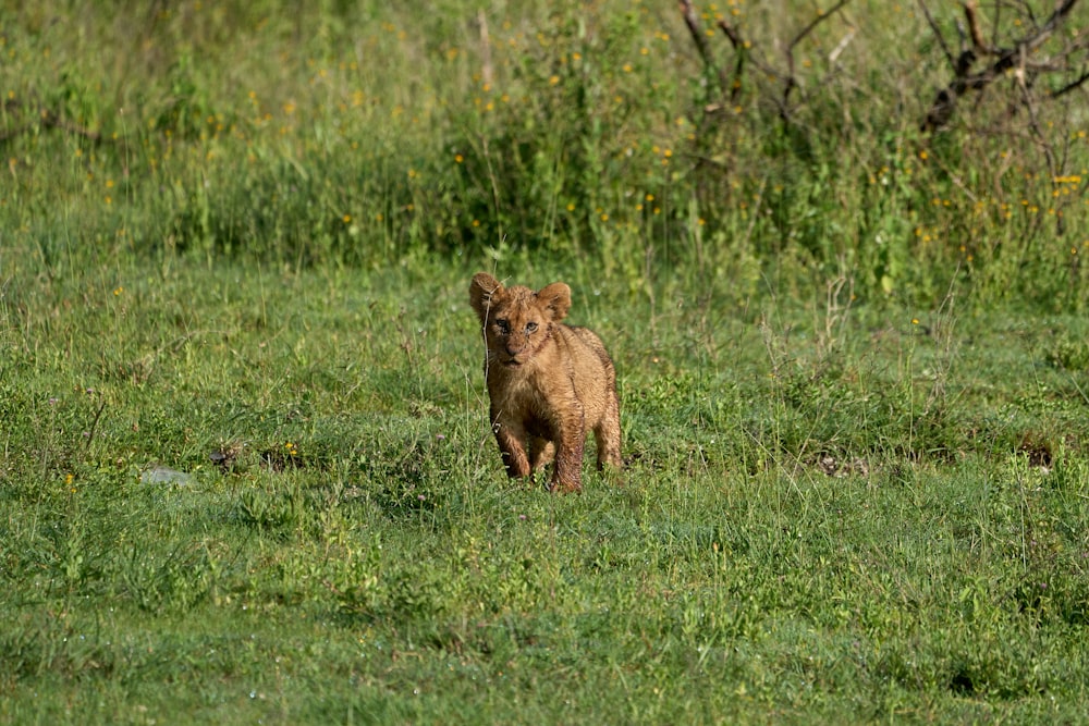 brown bear on green grass field during daytime