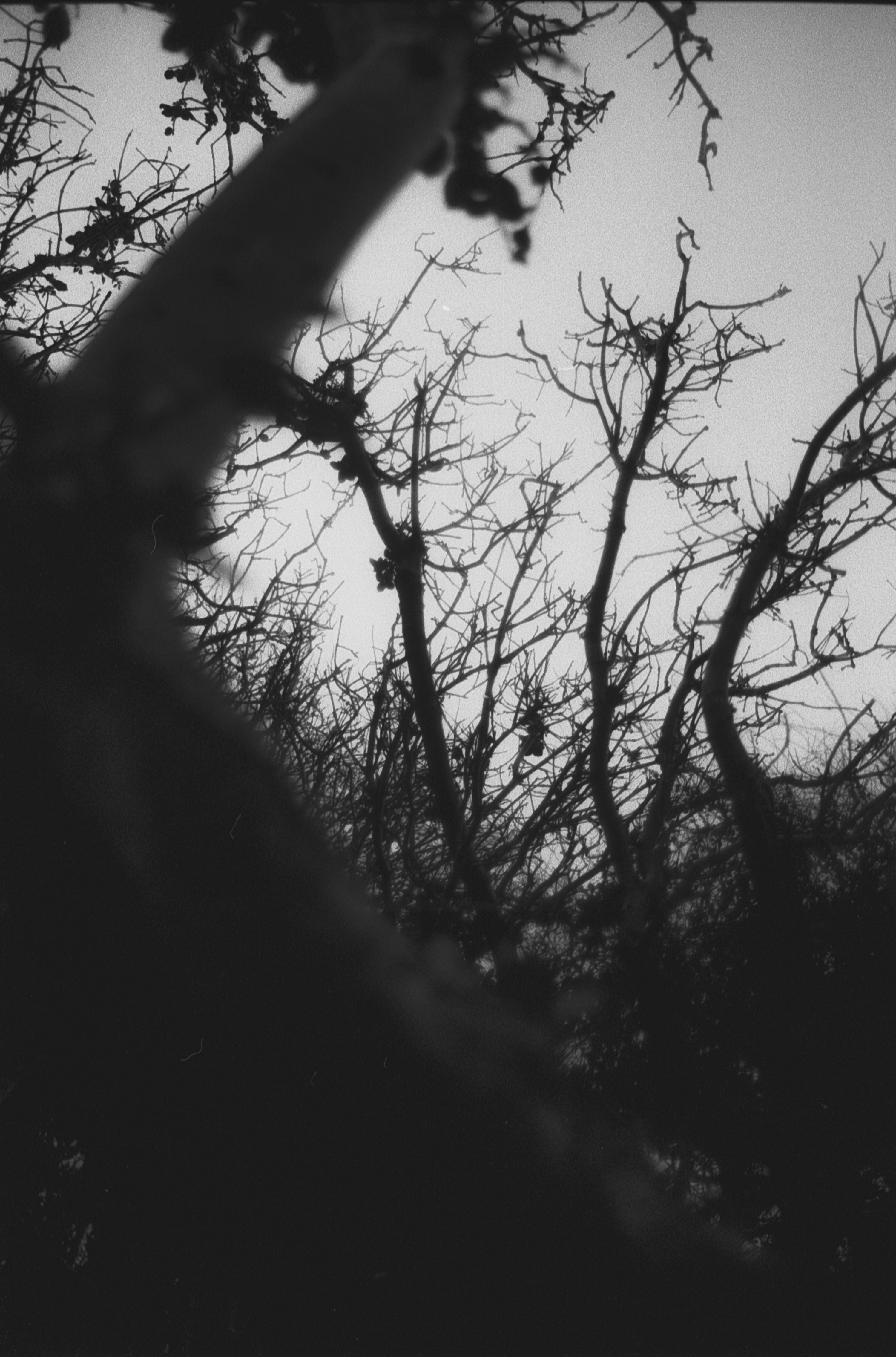 Silhouette des kahlen Baumes tagsüber