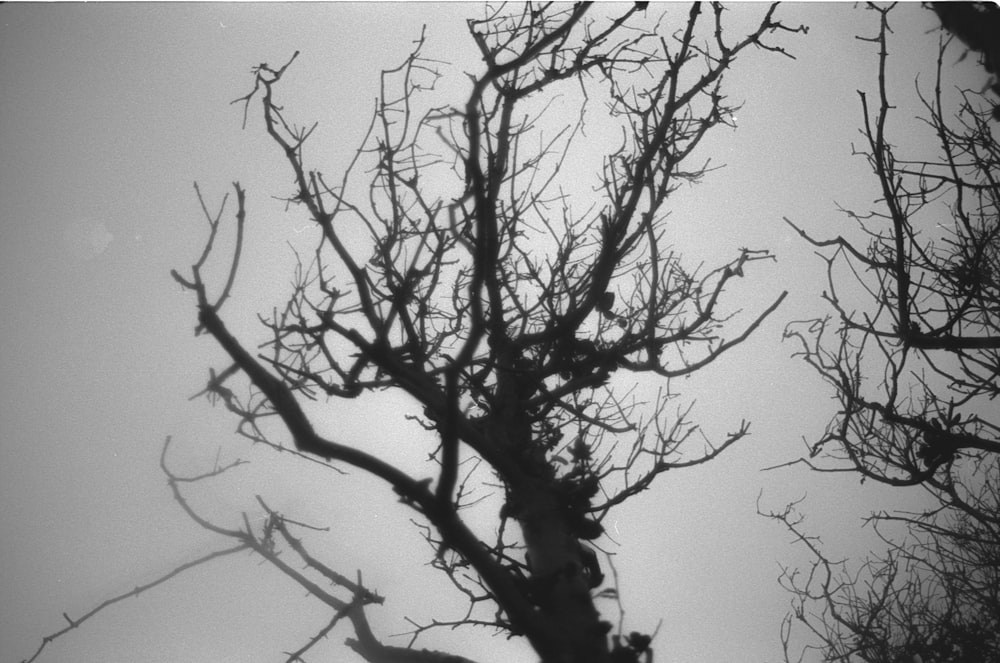 leafless tree under gray sky