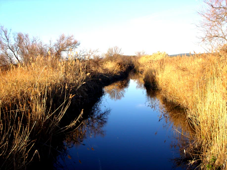 A calm water source gently flowing through a sunlit field near Tulare, symbolizing hope and access to water.
