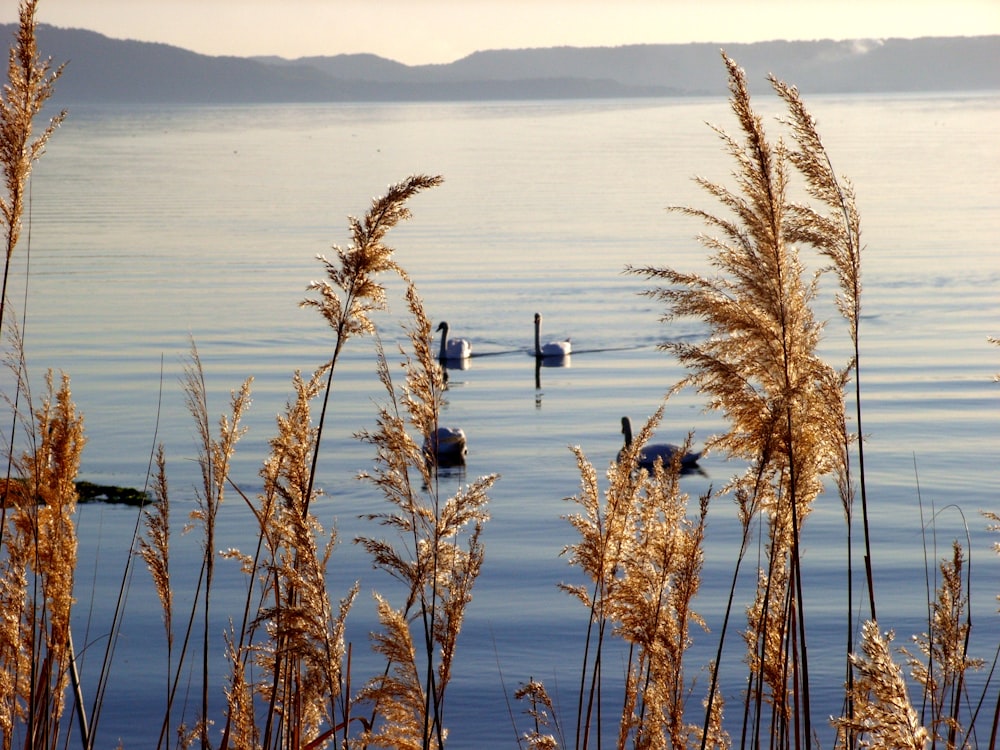 brown grass near body of water during daytime