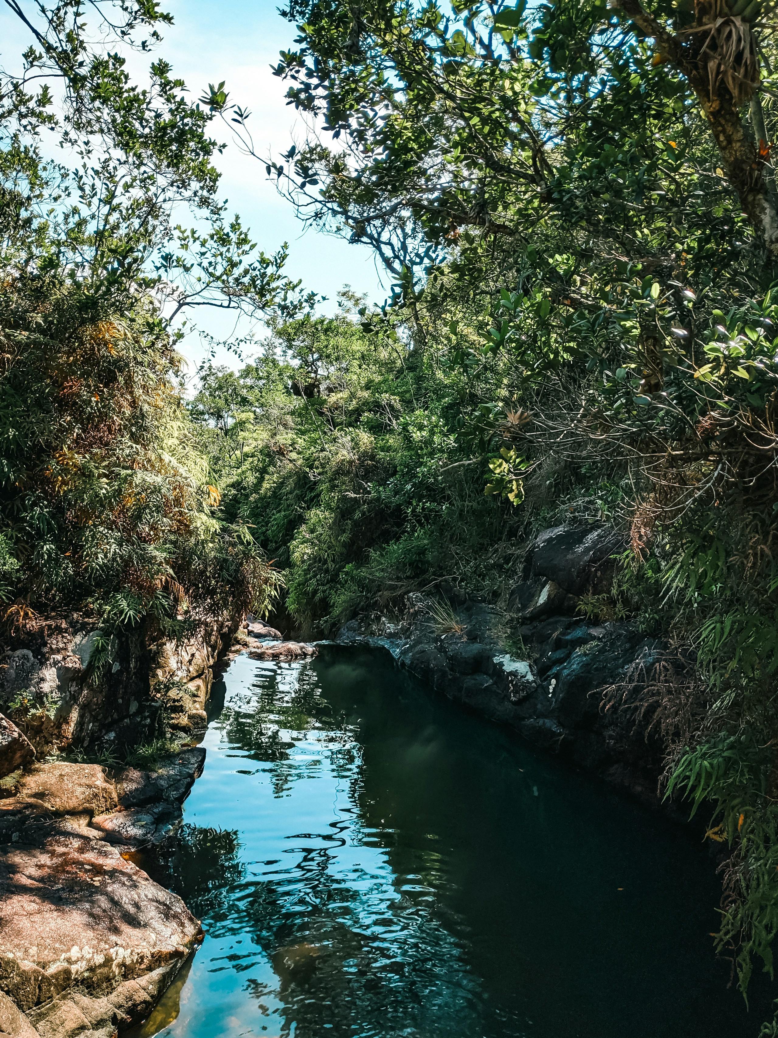 árvores verdes ao lado do rio durante o dia