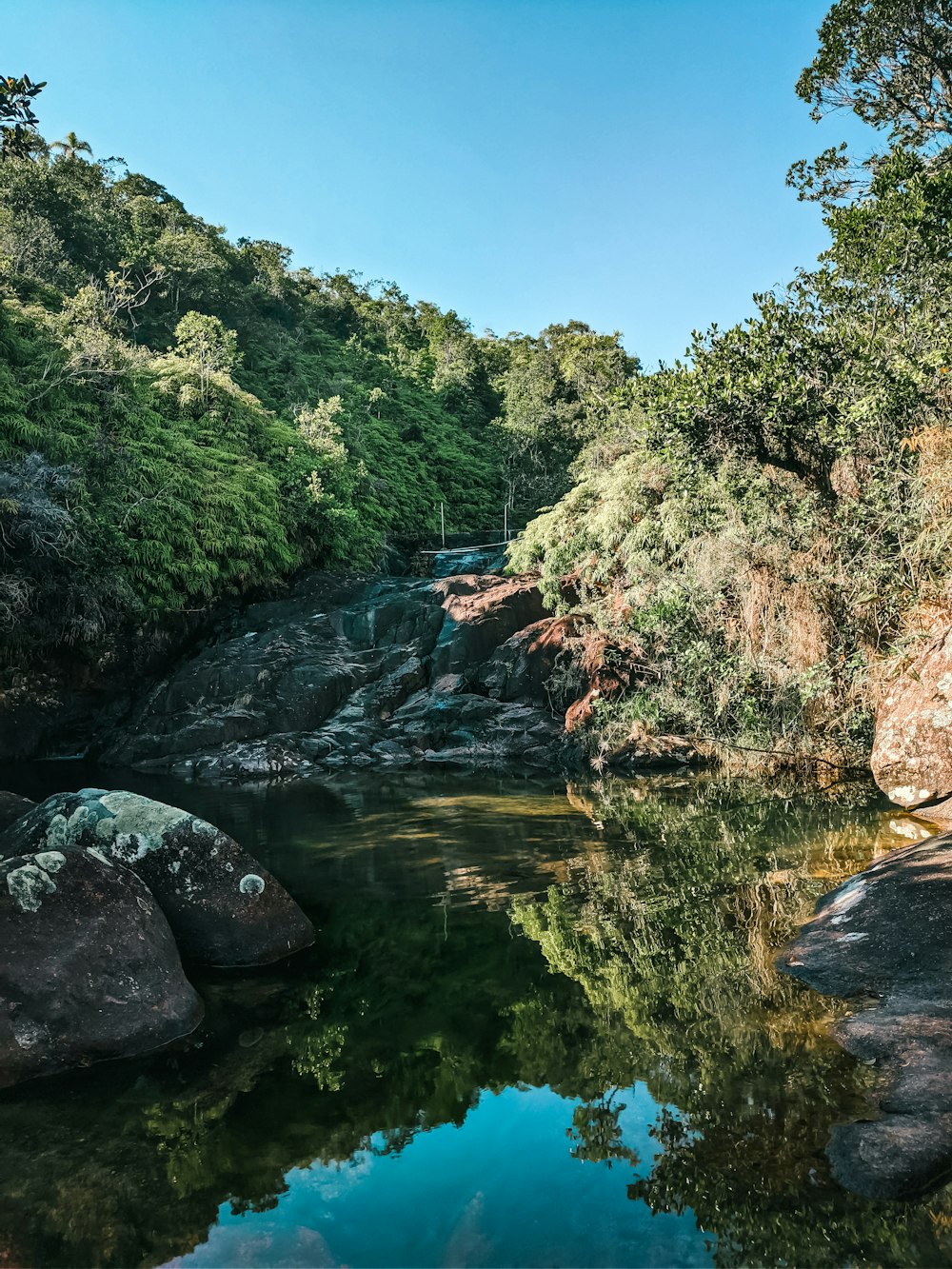 green trees beside river under blue sky during daytime