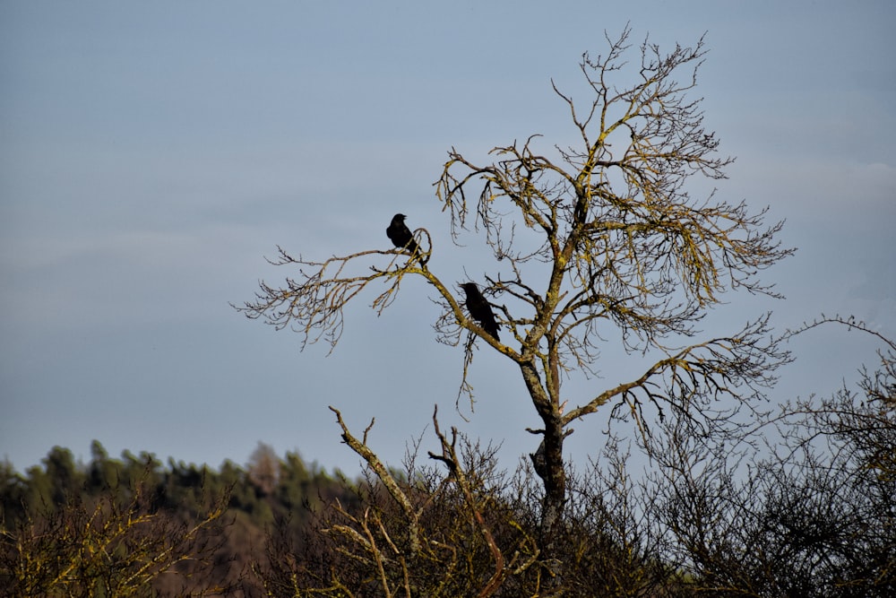 black bird on brown tree branch during daytime