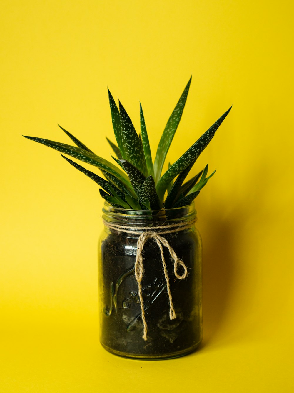 green plant in clear glass jar