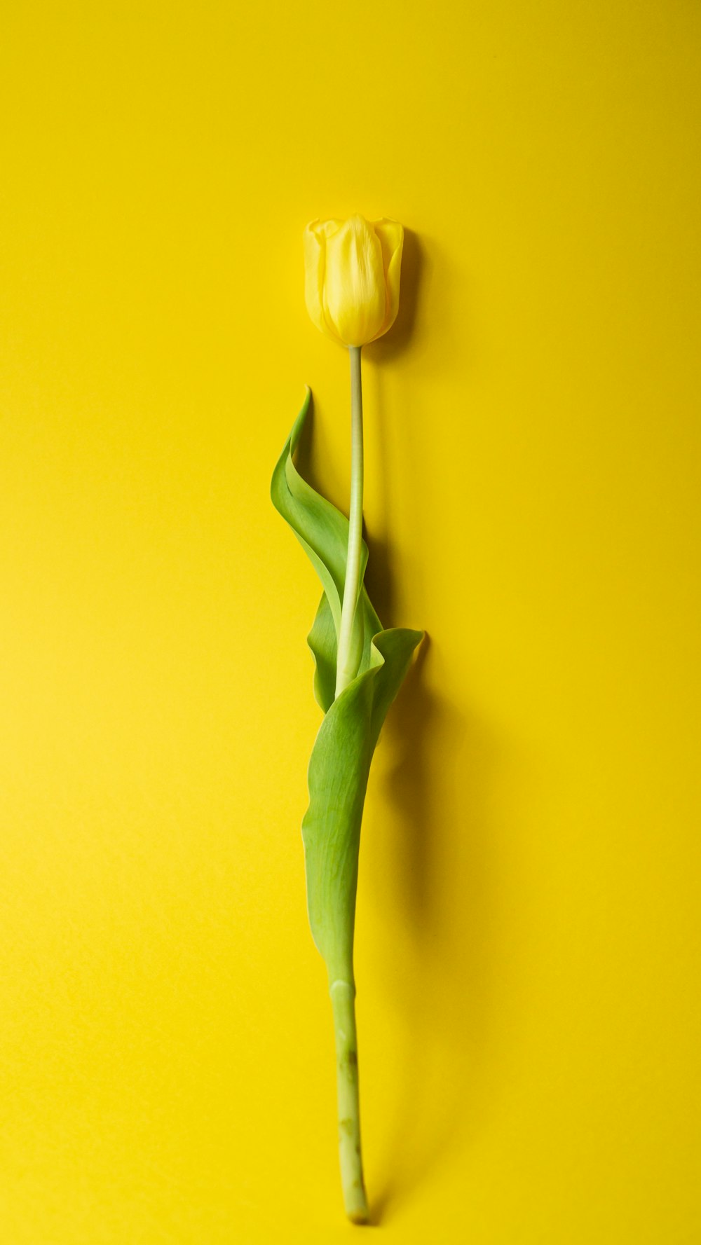 Tulipes blanches sur fond jaune