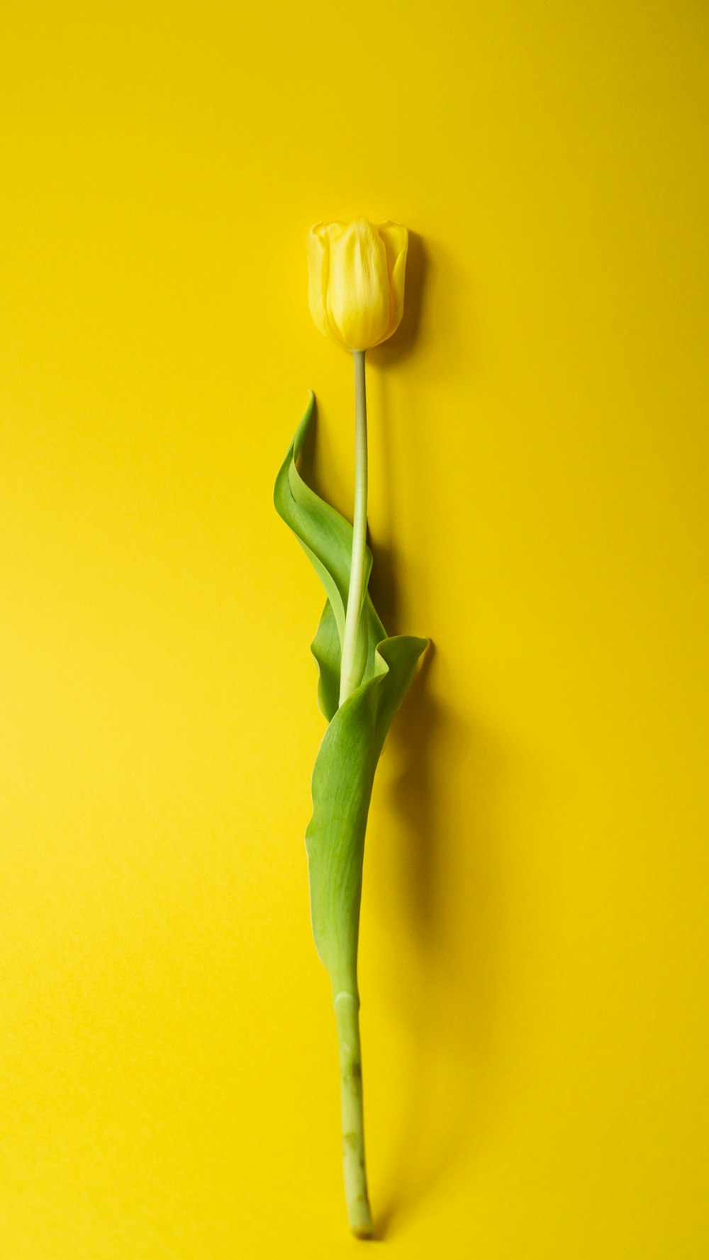 white tulips in yellow background