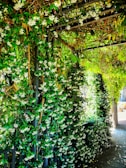A wooden arbor covered in climbing vines, creating a shaded walkway.