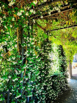 A wooden arbor covered in climbing vines, creating a shaded walkway.