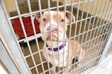 A brown and white dog with a purple collar is sitting inside a metal cage. The dog has a sad expression, and there is a red blanket on a raised bed behind it. The floor is concrete.
