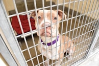 A brown and white dog with a purple collar is sitting inside a metal cage. The dog has a sad expression, and there is a red blanket on a raised bed behind it. The floor is concrete.