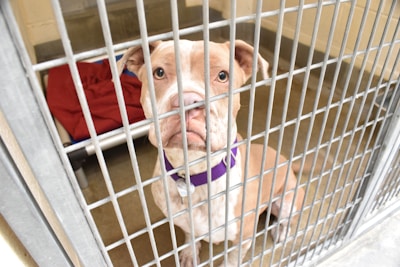 A brown and white dog with a purple collar is sitting inside a metal cage. The dog has a sad expression, and there is a red blanket on a raised bed behind it. The floor is concrete.