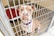A brown and white dog with a purple collar is sitting inside a metal cage. The dog has a sad expression, and there is a red blanket on a raised bed behind it. The floor is concrete.