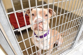 A brown and white dog with a purple collar is sitting inside a metal cage. The dog has a sad expression, and there is a red blanket on a raised bed behind it. The floor is concrete.