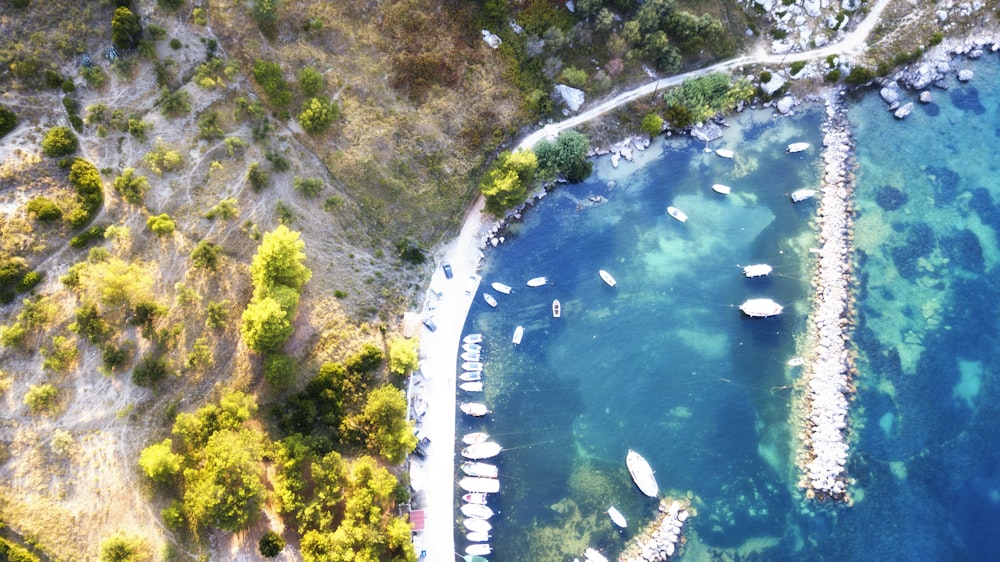 aerial view of green trees beside body of water during daytime