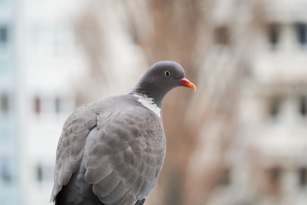 black and white bird in close up photography during daytime