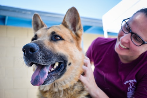 A German Shepherd with its tongue out is being affectionately petted by a person wearing glasses and a maroon shirt. The person appears happy and is smiling while looking at the dog. The background includes a light-colored wall and a blue sky.