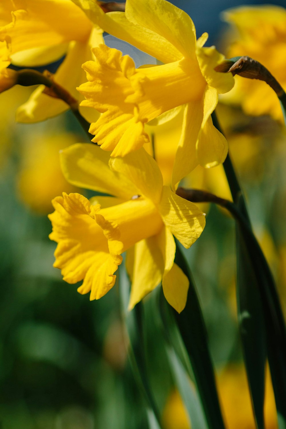 yellow daffodils in bloom during daytime