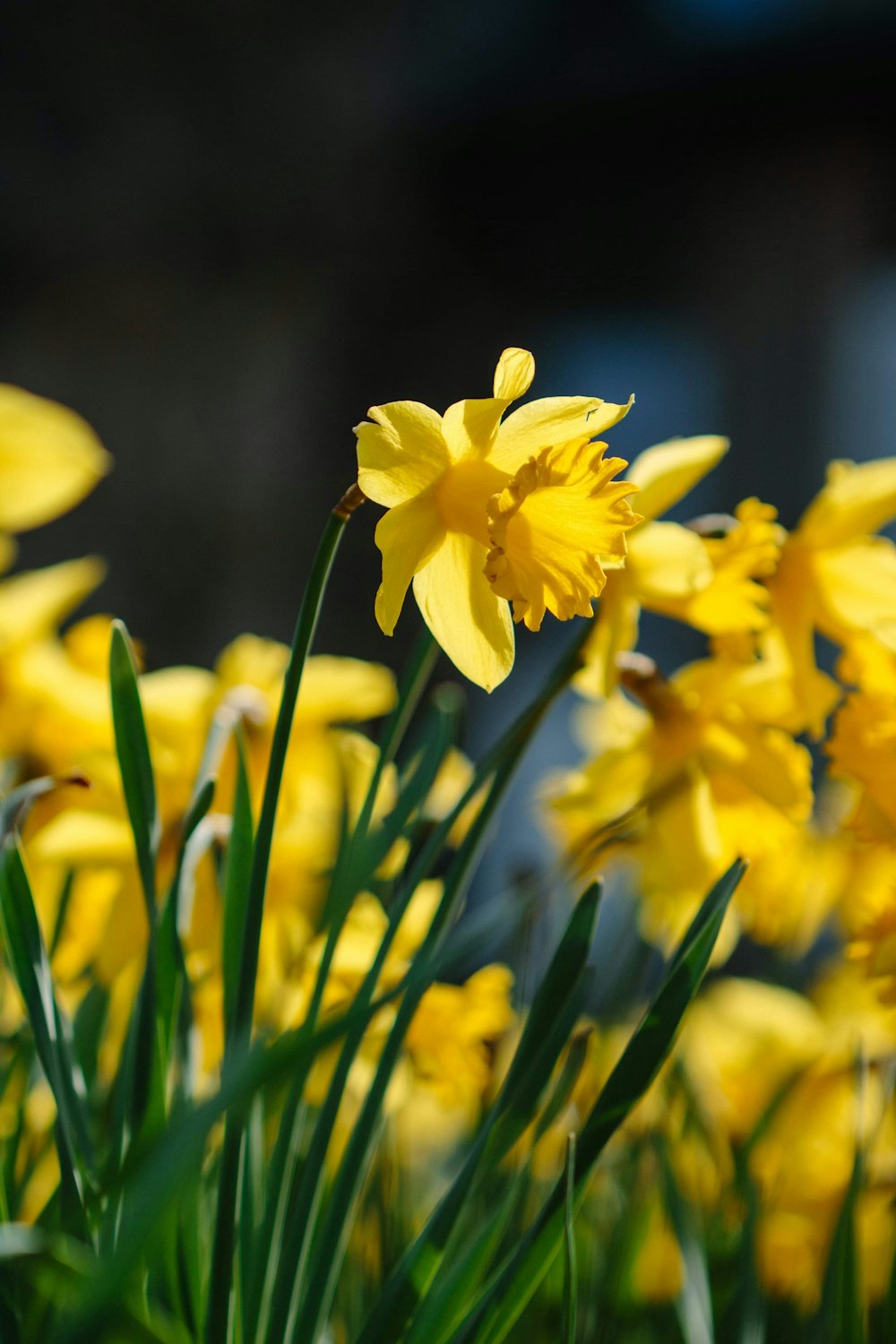 yellow daffodils in bloom during daytime