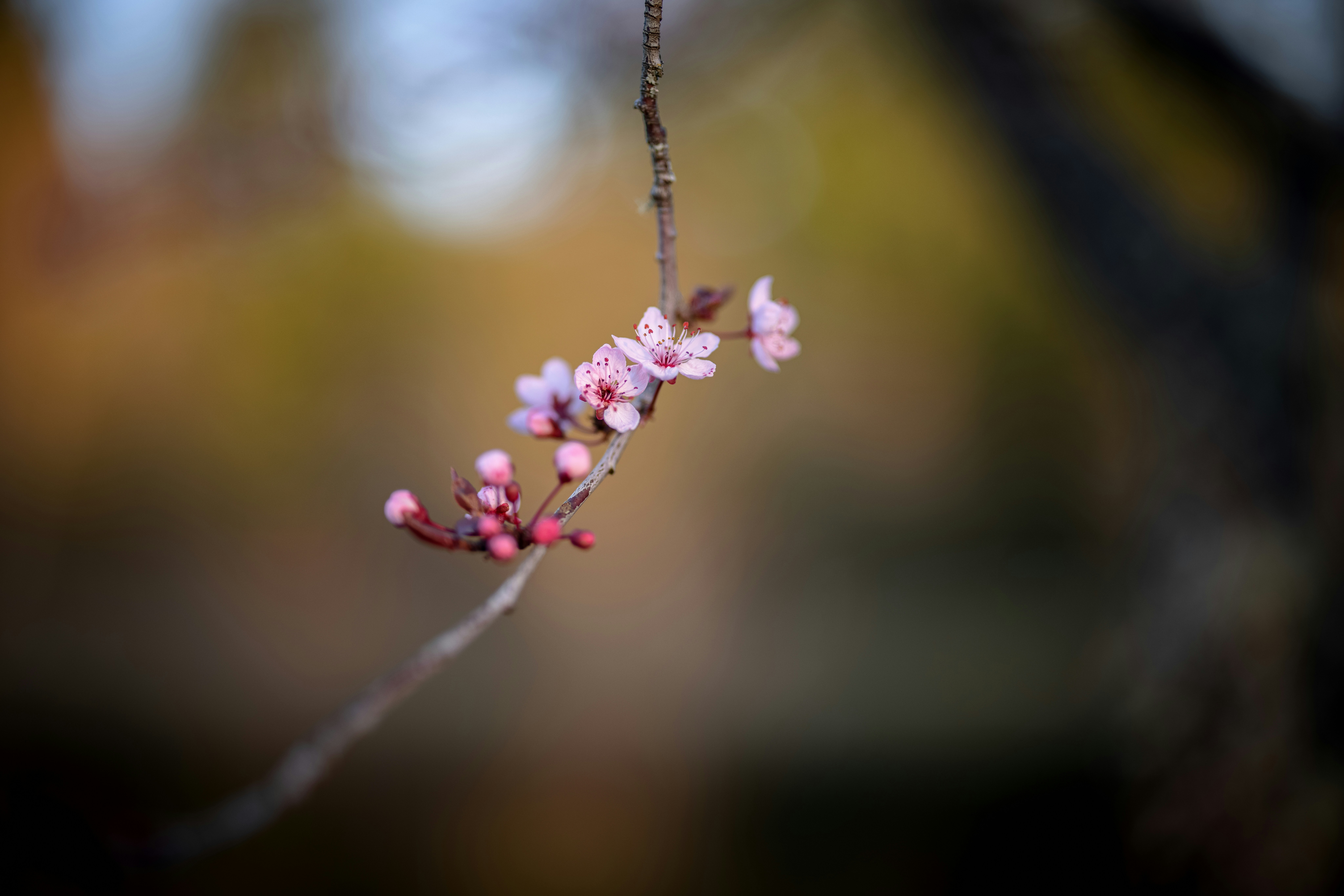 Photo by wanderingcrow