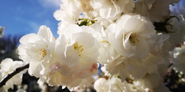 Close-up of soba flowers blooming in a field with soft sunlight.