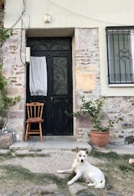 A rustic wooden door with intricate ironwork sits between brick and plaster walls. A simple wooden chair is positioned next to the door, and a potted plant grows to its side. A white dog lies on the stone pathway in front of the entrance, looking towards the camera.