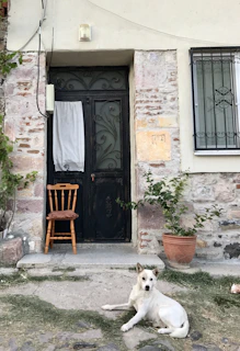 Close-up of a handcrafted dog medal holder hanging on a rustic wooden door.